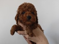 Toy Poodle Yavrularımız