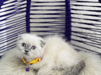 Scottish Fold Bluepoint Dişi Erkek Yavrular