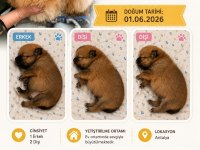 Pomeranian Yavrumuz