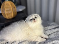 Teslime hazır top kafa scottish fold bebek