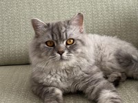 Ücretsiz British Longhair