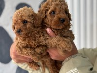 Poodle bebekler