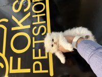 British longhair golden point