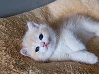 Lilac golden british shorthair dişi yavru