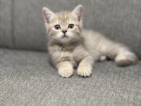Kedi British Shorthair Çok Tatlı Minnoş