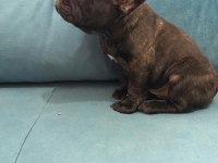 A kalite french bulldog yavrular