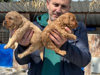 Maltipoo yavrularımız ırk garantilidir