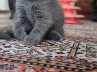 Çikolata dondurma british shorthair