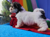 Neşe kaynağı morkie yavrularımız