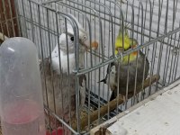Sağlıklı 1 çift ve 1 ad tek erkek sultan papağanı