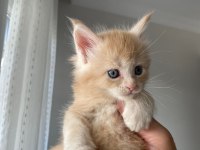 Anne ve Babası Şecereli Maine Coon Yavruları