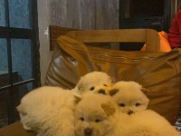 Kalitenin Adresi Çin Aslanı