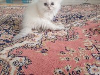 Orjinal british longhair erkek yavru iki aylık Antalya