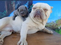 Efsane french bulldog yavrularım