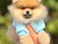 Pomeranian boo bebeklerim