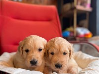 Golden Retriever Severler İçin Minik Kalpler