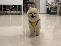 Teddy bear 9 aylık pomeranian