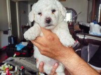 MALTESE TERRİER YAVRULAR A KALİTE