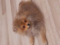 Erkek dişi pomeranian yavru