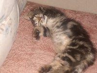 3 aylık tekir annemin rahatsızlığından dolayı veriyorum