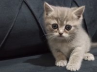 Oyuncu british shorthair yavruları