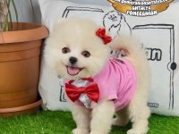 Antalyada ırk ve sağlık garantili pomeranian boo