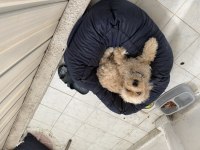 Köpeğimizin bütün bakımları aşıları yapılmıştır
