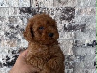 Biblo Güzelliğinde Red Brown Teacup Poodle Bebekler