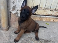 A kalite yavru hızlı olan kazanır