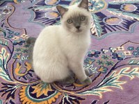 6 aylık erkek british shorthair