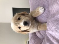 İki aylık golden retriever bebekler