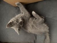 Russian blue yavru kediler