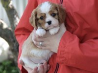 Irk ve sağlık garantili cavalier king charles yavrularım