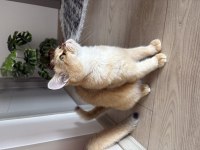 18 aylık ny11 dişi british shorthair yuva arıyor