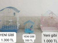 SULTAN PAPAĞANI LUTİNO ERKEK 2 YAŞINDA