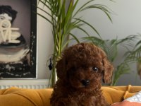 Ev Doğumu Kore Poodle Bebekler