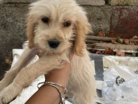 ANTALYA MALTİPOO KÖPEKLER