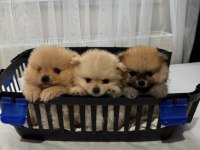 Sağlık ve ırk garantili pomeranian boo ayıcık surat