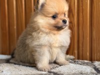 Pomeranian Bebekleri