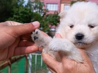 SAFKAN SİYAH-BEYAZ PATİ SAMOYED