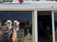 KEDİCİDEN RENK RENK BRITISH SHORTHAIR YAVRULARI ANKARA