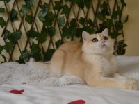 British shorthair NY12 erkek ZEUS