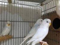 Yavru muhabbet kuşları