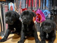 Safkan Cane Corso Yavrular