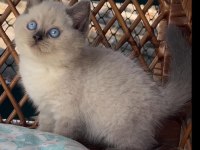 Masmavi Gözleriyle BluePoint British Shorthair