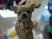Fawn erkek chihuahua yavru