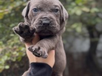 Üst Kalite Cane Corso Yavruları
