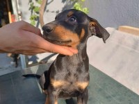 IRK GARANTİLİ DOBERMAN YAVRULAR