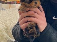 Micro teacup baby face yorkshire yavrular
