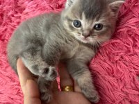 3 ADET BRİTİSH SHORTHAİR KIZLARIMIZ YENİ YUVALARINI ARIYOR